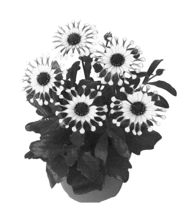 Figure 1 of US plant patent PP22726, the photograph of Fidostwhispo printed in the patent.