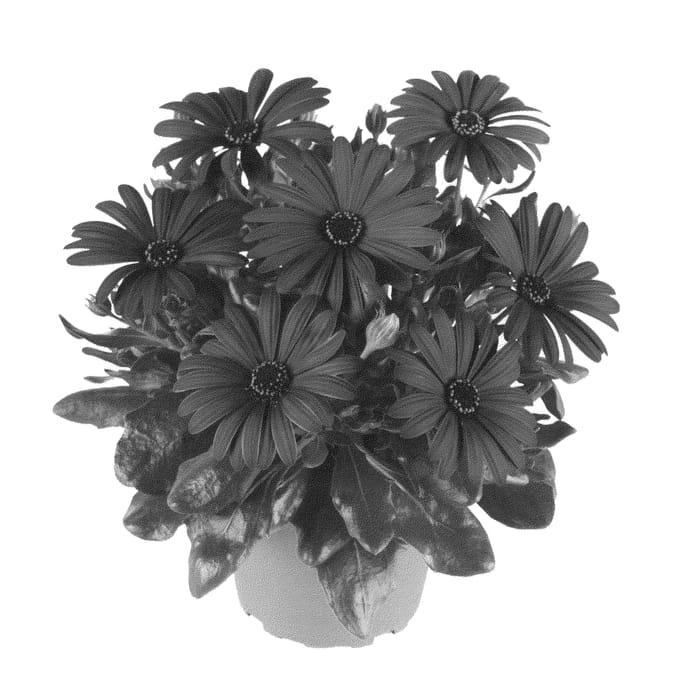 Figure 1 of US plant patent PP22727, the photograph of Fidostcopu printed in the patent.