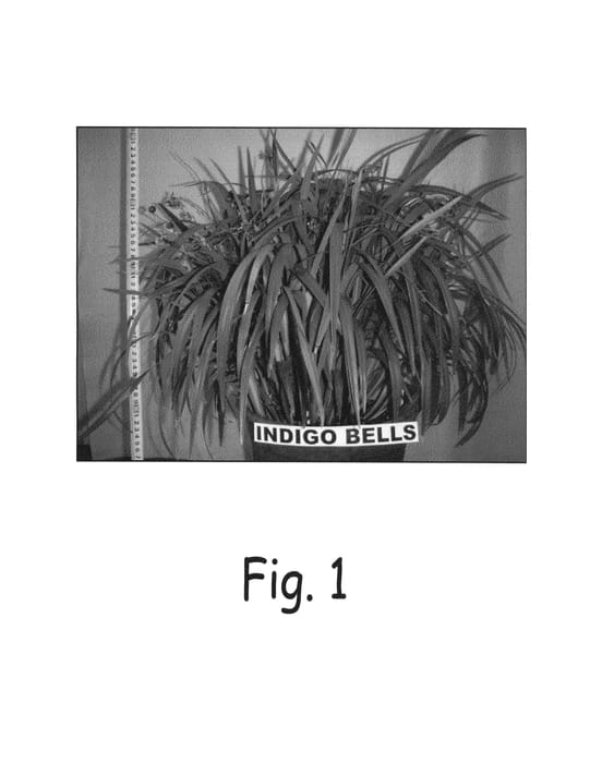 Figure 1 of US plant patent PP22728, the photograph of Weeping Kate printed in the patent.