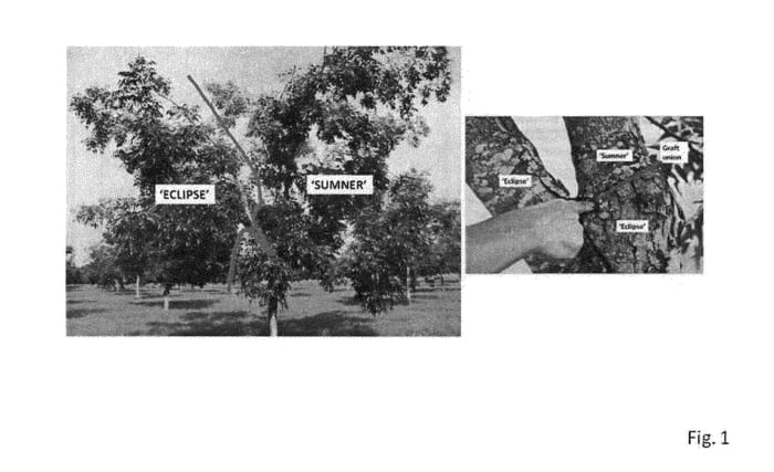 Figure 1 of US plant patent PP22729, the photograph of ECLIPSE printed in the patent.