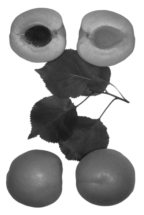 Figure 1 of US plant patent PP22730, the photograph of Macy-Cot printed in the patent.