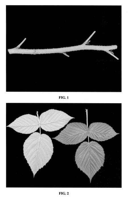 Figure 1 of US plant patent PP22731, the photograph of DrisRaspFour printed in the patent.