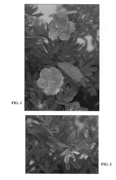 Figure 1 of US plant patent PP22732, the photograph of Kupinpa printed in the patent.