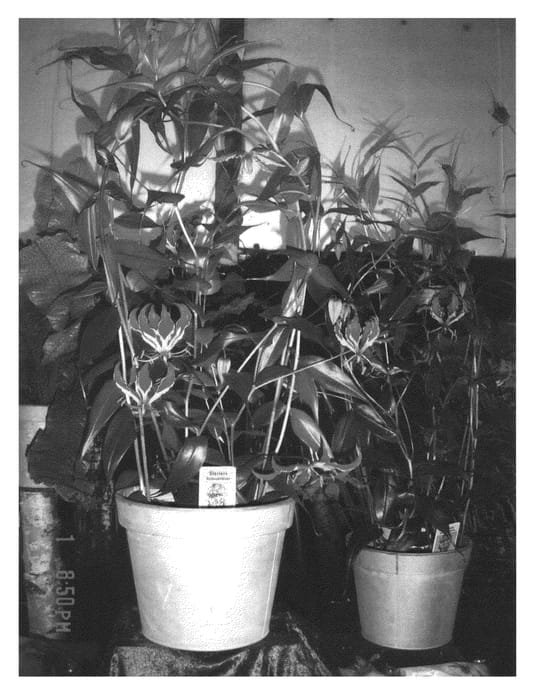 Figure 1 of US plant patent PP22733, the photograph of Crimson Flame printed in the patent.