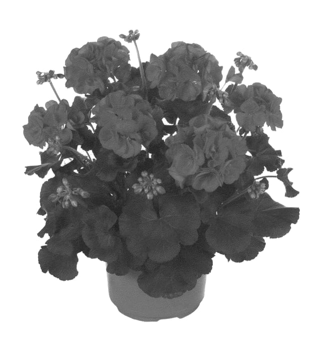 Figure 1 of US plant patent PP22734, the photograph of Fipelmasscared printed in the patent.