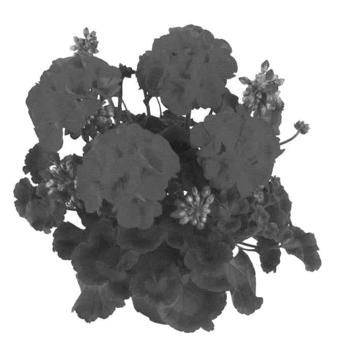 Figure 1 of US plant patent PP22735, the photograph of Fipelmasred printed in the patent.