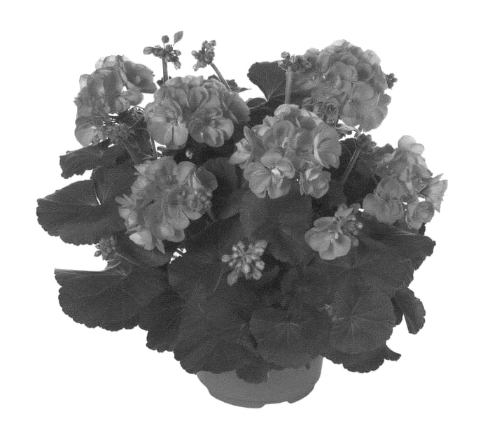 Figure 1 of US plant patent PP22736, the photograph of Fipelmascor printed in the patent.