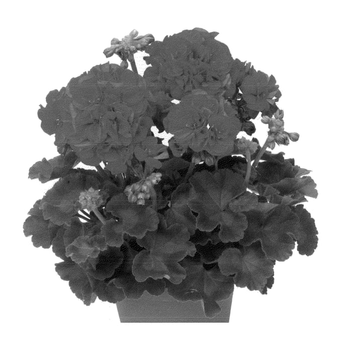 Figure 1 of US plant patent PP22737, the photograph of Duerobina printed in the patent.
