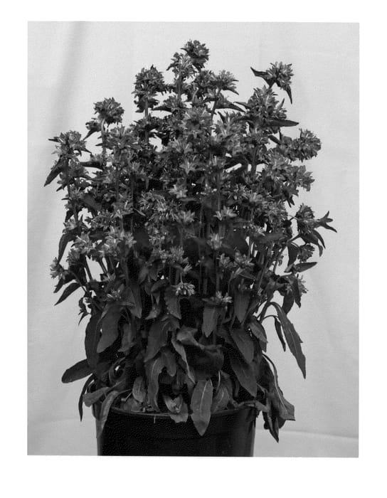 Figure 1 of US plant patent PP22738, the photograph of Freya printed in the patent.