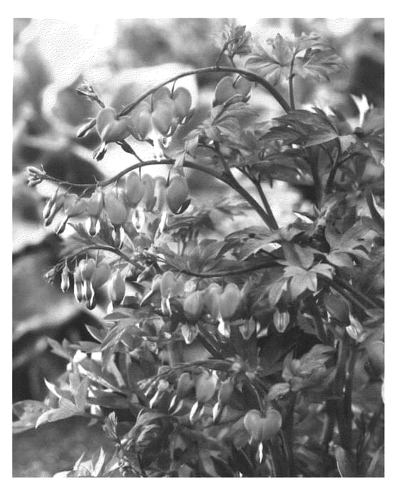 Figure 1 of US plant patent PP22739, the photograph of HORDIVAL printed in the patent.