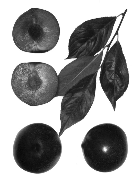 Figure 1 of US plant patent PP22740, the photograph of Crimson Kat printed in the patent.