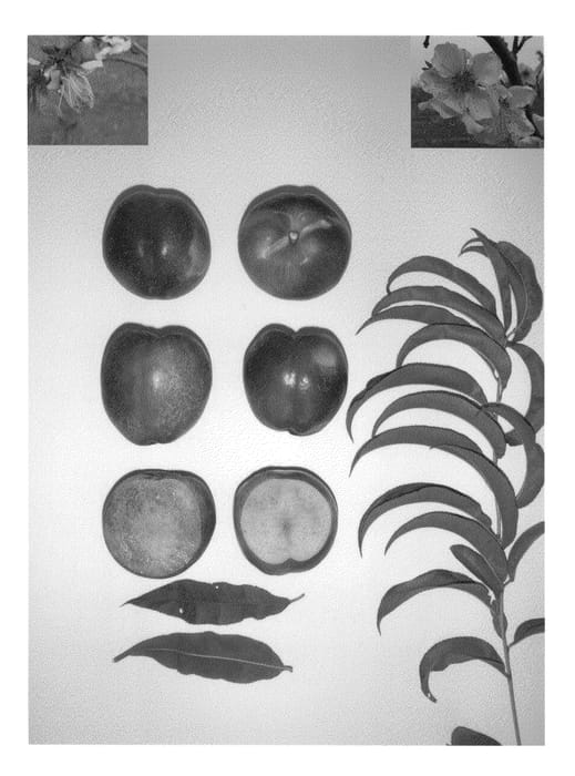 Figure 1 of US plant patent PP22741, the photograph of Fire Time printed in the patent.