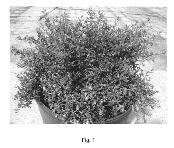 Figure 1 of US plant patent PP22742, the photograph of Orange Blossom Special printed in the patent.