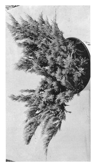 Figure 1 of US plant patent PP22743, the photograph of Hegedus printed in the patent.
