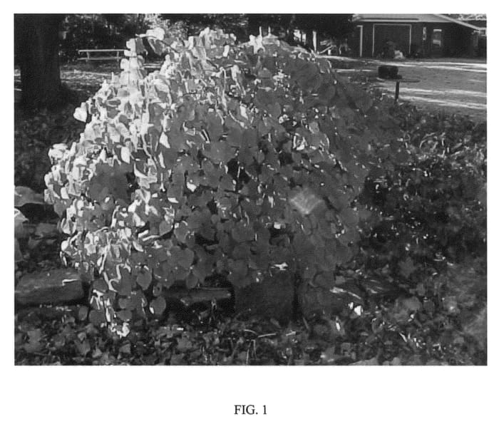 Figure 1 of US plant patent PP22744, the photograph of VANILLA TWIST printed in the patent.