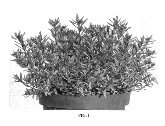 Figure 1 of US plant patent PP22745, the photograph of Wild Romance printed in the patent.