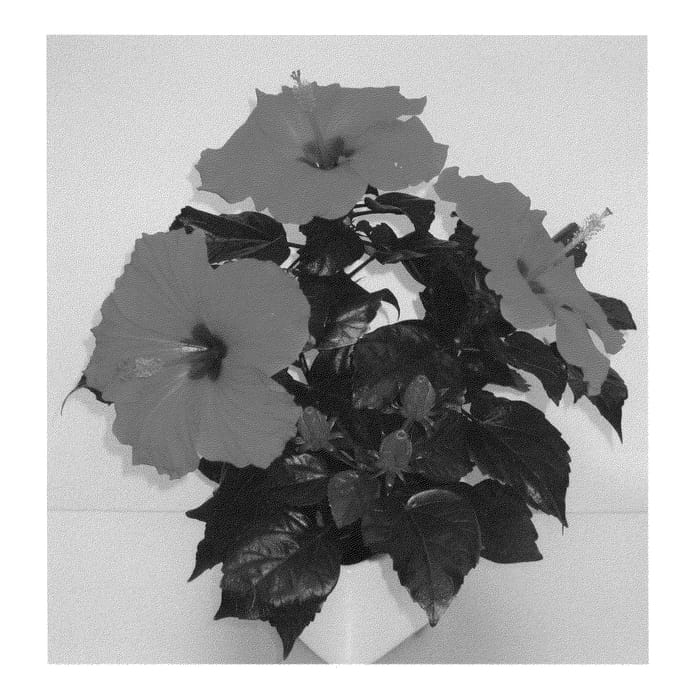 Figure 1 of US plant patent PP22746, the photograph of Arionicus printed in the patent.