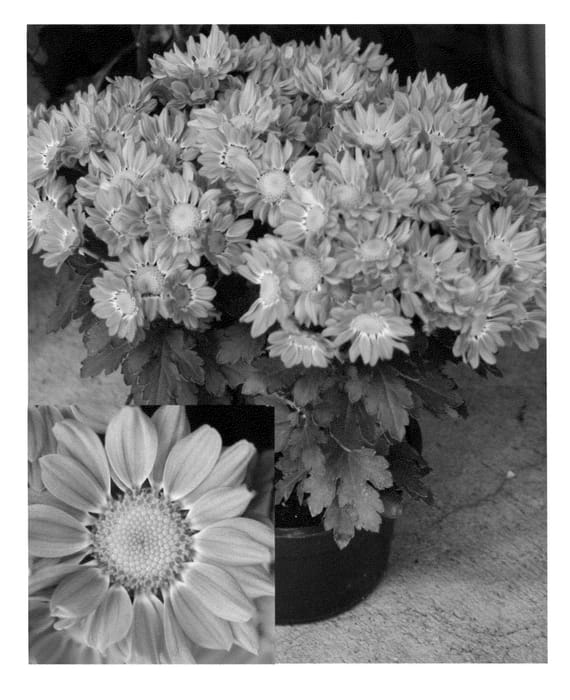 Figure 1 of US plant patent PP22747, the photograph of CIDZ0015 printed in the patent.