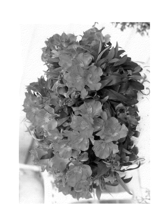 Figure 1 of US plant patent PP22748, the photograph of Zapriamin printed in the patent.