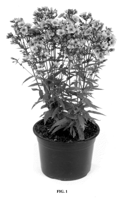Figure 1 of US plant patent PP22749, the photograph of Barsixtyfive printed in the patent.