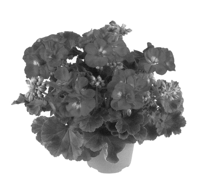 Figure 1 of US plant patent PP22750, the photograph of Fipelsumpur printed in the patent.