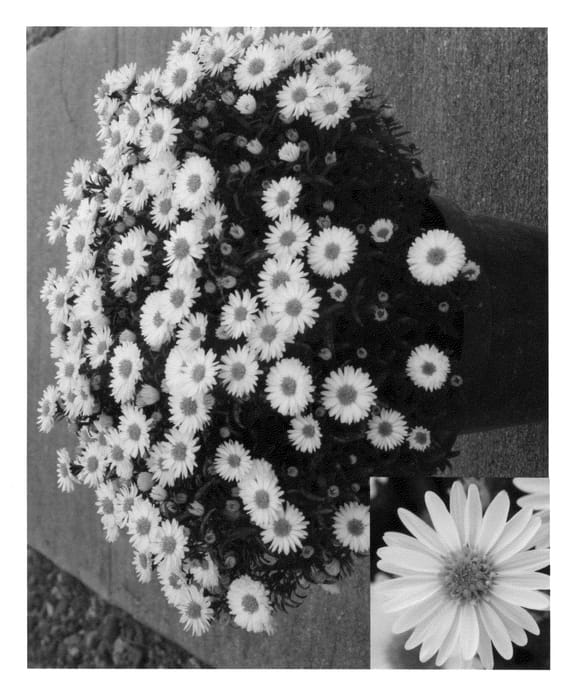 Figure 1 of US plant patent PP22751, the photograph of Synfrost printed in the patent.