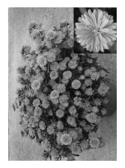Figure 1 of US plant patent PP22752, the photograph of Synhen Thefirst printed in the patent.