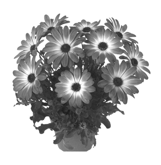 Figure 1 of US plant patent PP22753, the photograph of Fidostpifla printed in the patent.
