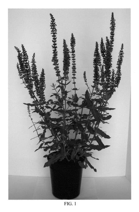 Figure 1 of US plant patent PP22754, the photograph of Burgundy Candles printed in the patent.