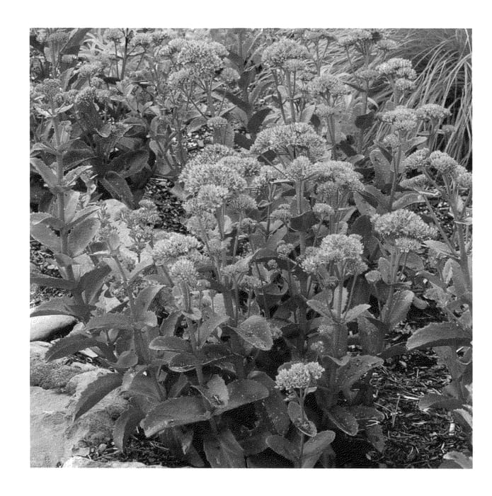 Figure 1 of US plant patent PP22755, the photograph of Raspberry Truffle printed in the patent.