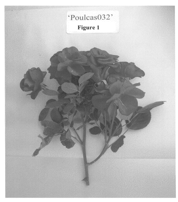 Figure 1 of US plant patent PP22756, the photograph of Poulcas032 printed in the patent.