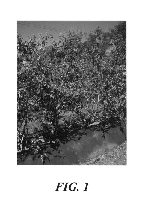 Figure 1 of US plant patent PP22757, the photograph of C97-41 printed in the patent.
