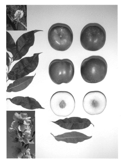 Figure 1 of US plant patent PP22758, the photograph of Pearlicious I printed in the patent.