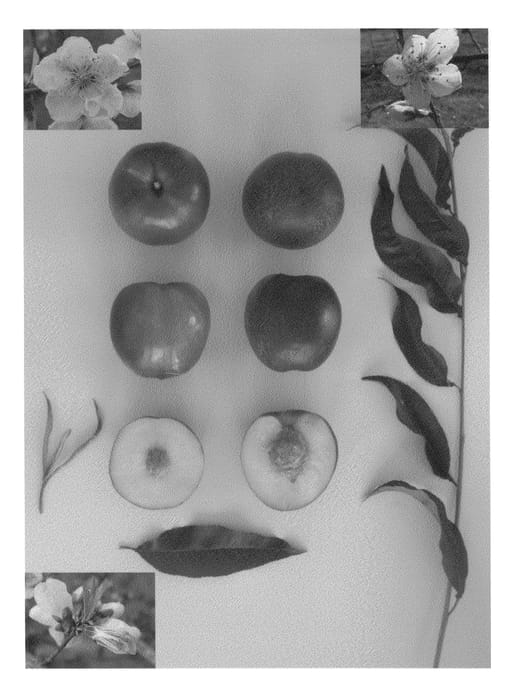 Figure 1 of US plant patent PP22759, the photograph of Pearlicious II printed in the patent.