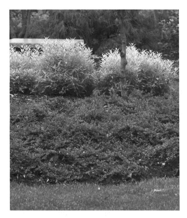 Figure 1 of US plant patent PP22760, the photograph of Gerald printed in the patent.