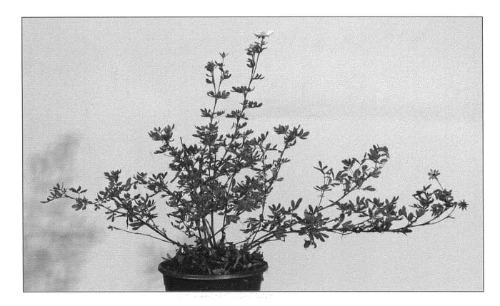 Figure 1 of US plant patent PP22761, the photograph of White Lady printed in the patent.