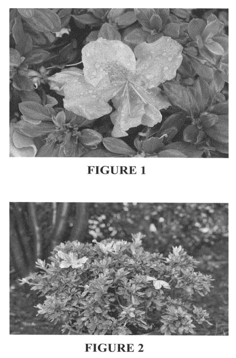 Figure 1 of US plant patent PP22762, the photograph of Robles printed in the patent.