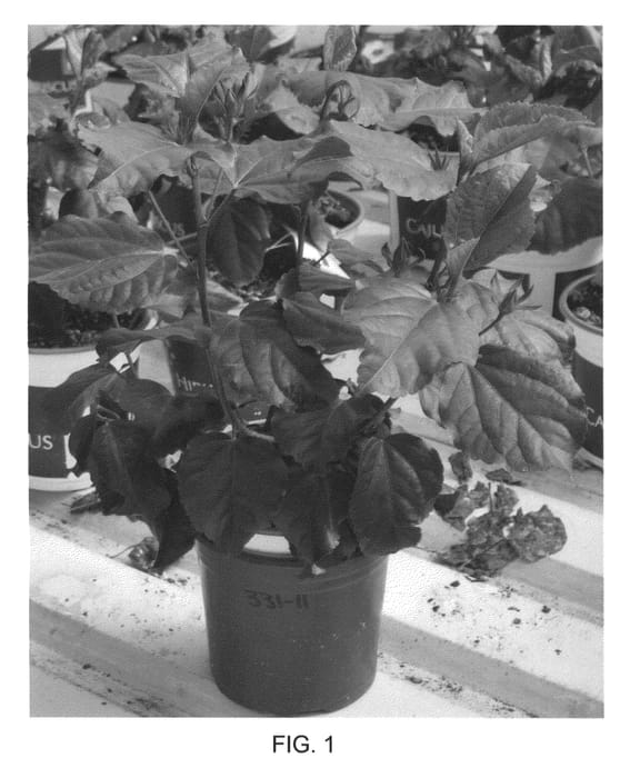 Figure 1 of US plant patent PP22763, the photograph of DUP-CRL printed in the patent.