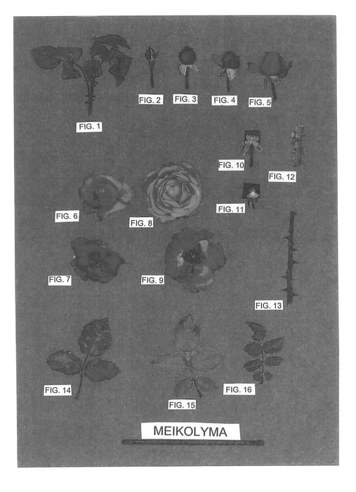 Figure 1 of US plant patent PP22764, the photograph of Meikolyma printed in the patent.