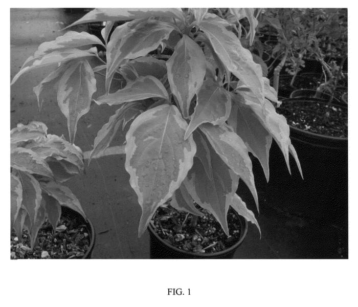 Figure 1 of US plant patent PP22765, the photograph of SUMMER GOLD printed in the patent.