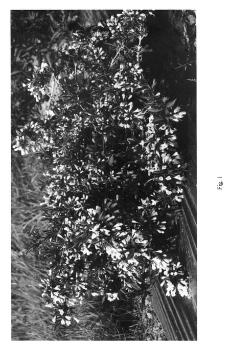 Figure 1 of US plant patent PP22766, the photograph of Courtacad1 printed in the patent.
