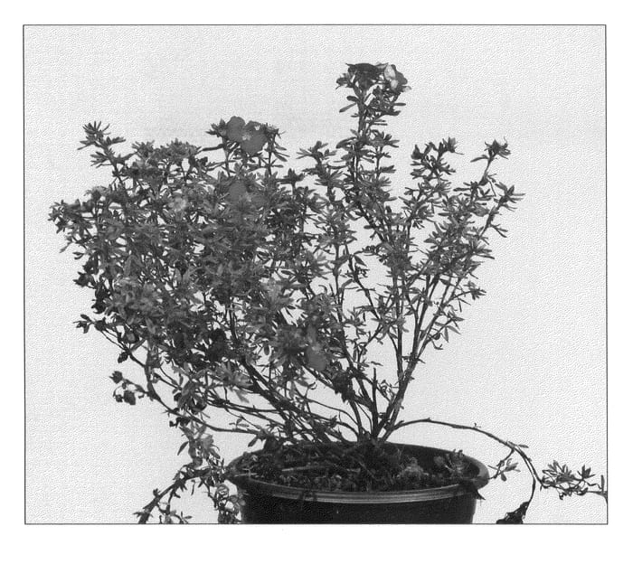 Figure 1 of US plant patent PP22767, the photograph of Red Lady printed in the patent.