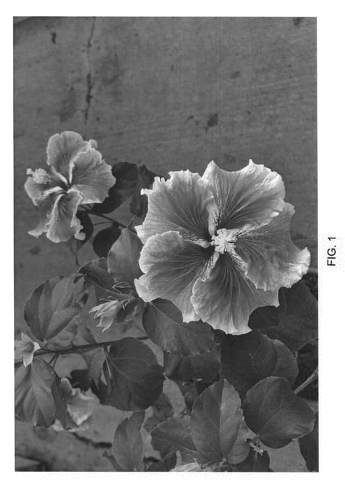 Figure 1 of US plant patent PP22768, the photograph of DUP-FXL printed in the patent.