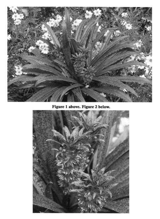 Figure 1 of US plant patent PP22769, the photograph of Freckles printed in the patent.
