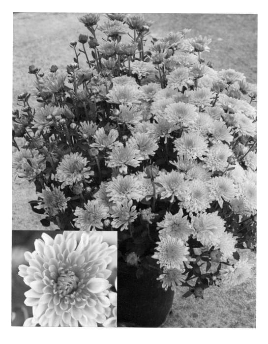 Figure 1 of US plant patent PP22770, the photograph of Syelect Ambe printed in the patent.