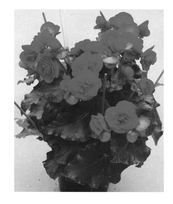 Figure 1 of US plant patent PP22771, the photograph of BBREDBADA printed in the patent.