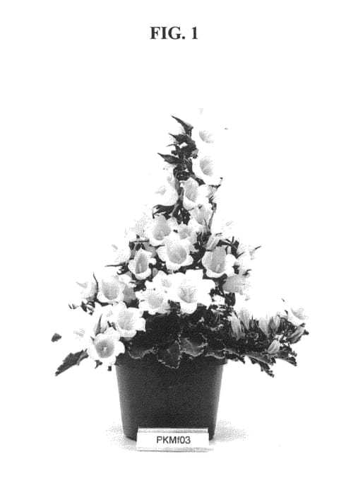 Figure 1 of US plant patent PP22772, the photograph of PKMF03 printed in the patent.