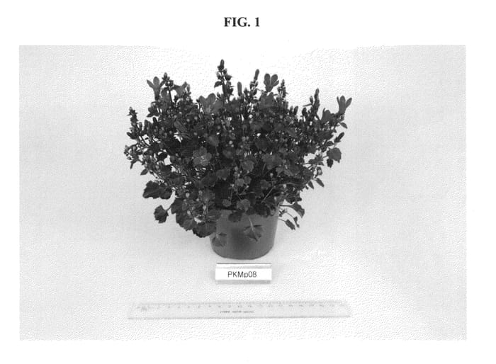 Figure 1 of US plant patent PP22773, the photograph of PKMP08 printed in the patent.