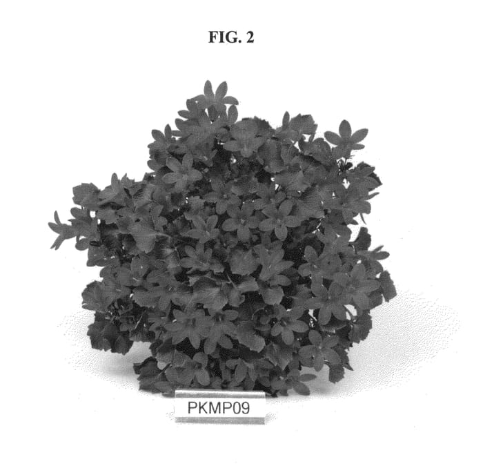 Figure 2 of US plant patent PP22774, the photograph of PKMP09 printed in the patent.