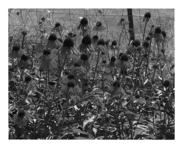 Figure 1 of US plant patent PP22775, the photograph of Firebird printed in the patent.